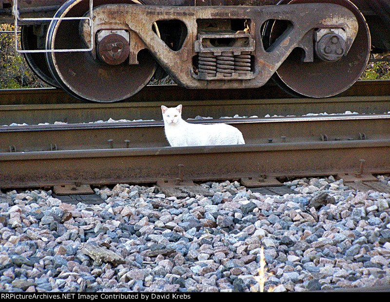 Different color eyes.