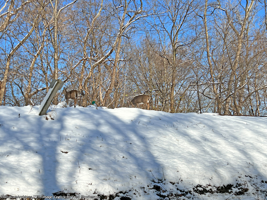 Two ladies of the forest cross the CVSR just south of Northside Station.