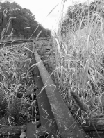 rusty rails in the weeds