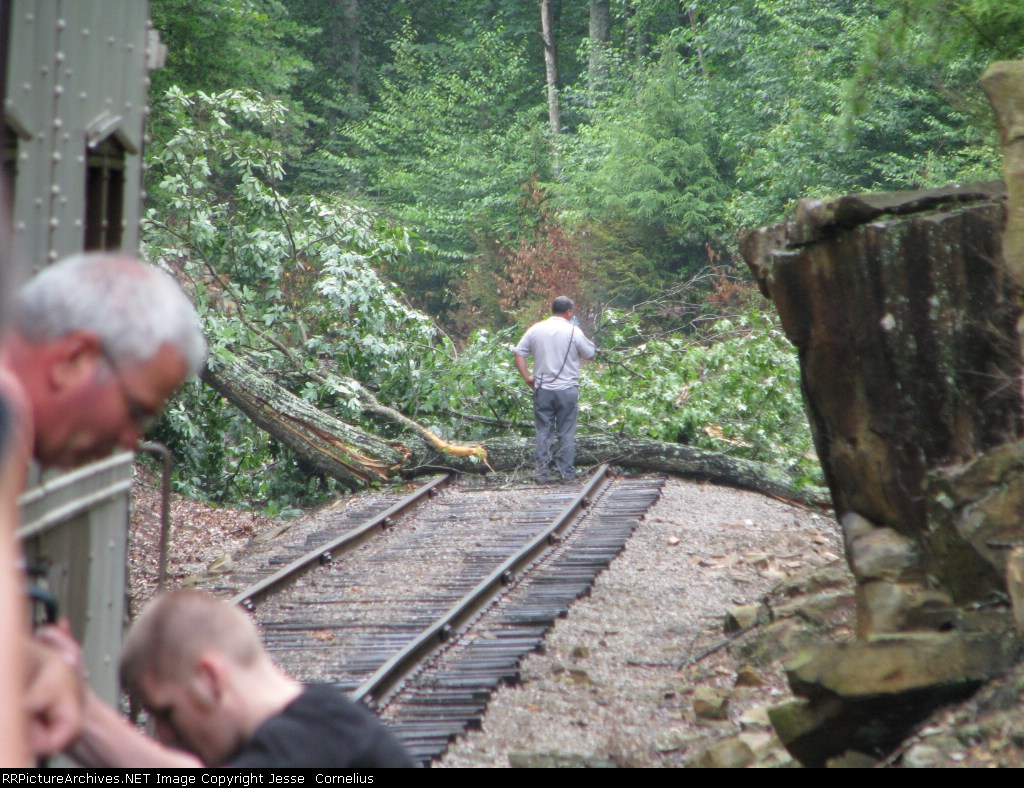 Tree on the tracks
