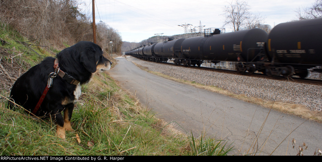 My doggie bowwow watches the K08216 go by
