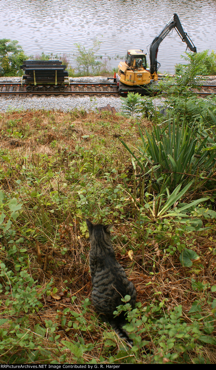 Can't say if it is out of fear or curiosity, but the family cat seemed to take an interest in all the goings-on on the railroad today.