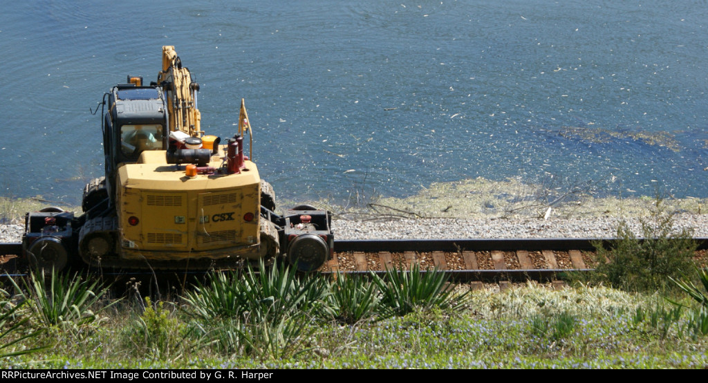 Sapling after bush hog