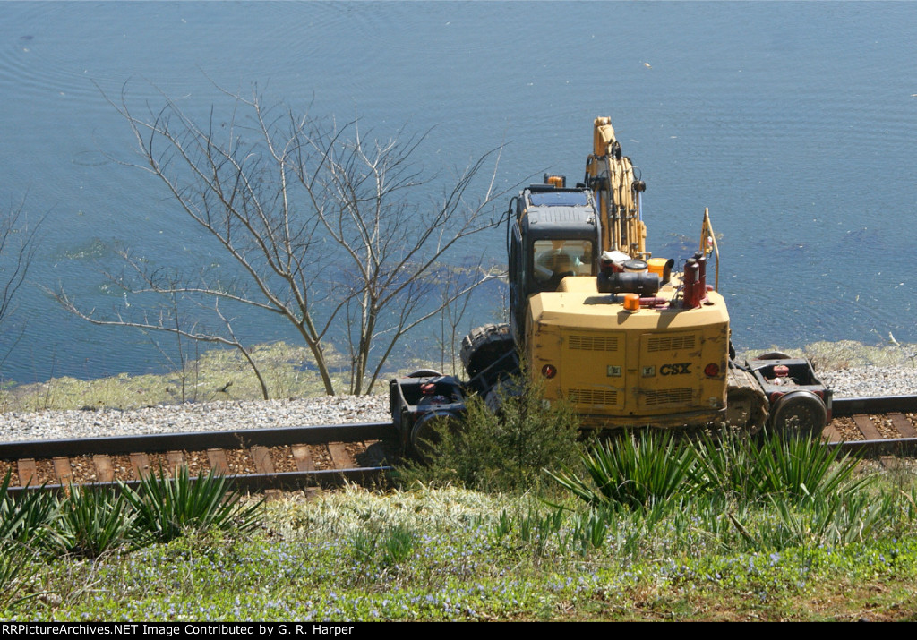 Sapling before bush hog