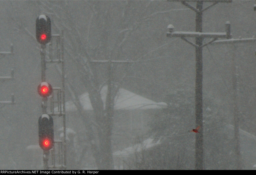 Red bird. Red signal.  e.a.s. at the w.e. Reusens