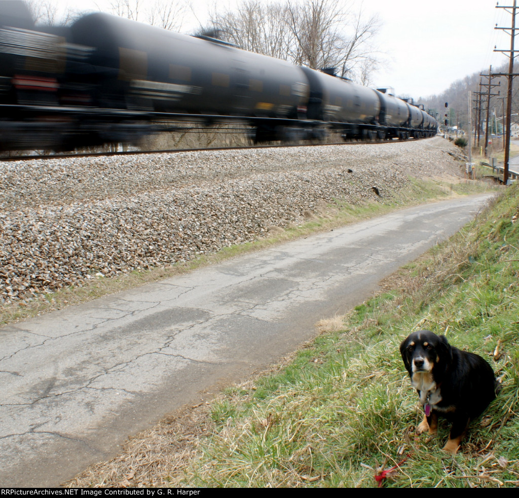 811 - "Please, Dad. Let's go! Enough train watching. Time for more walking and sniffing."