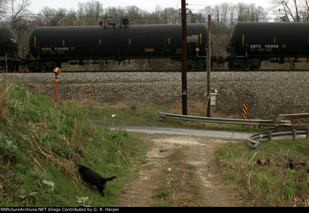 Trudy the dog sniffs while tank car mtys head west on the K08306