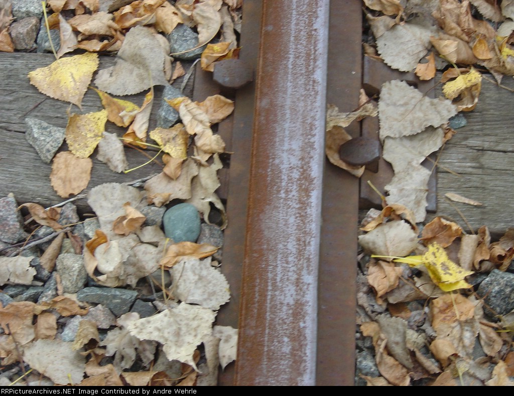 Rail in the leaves