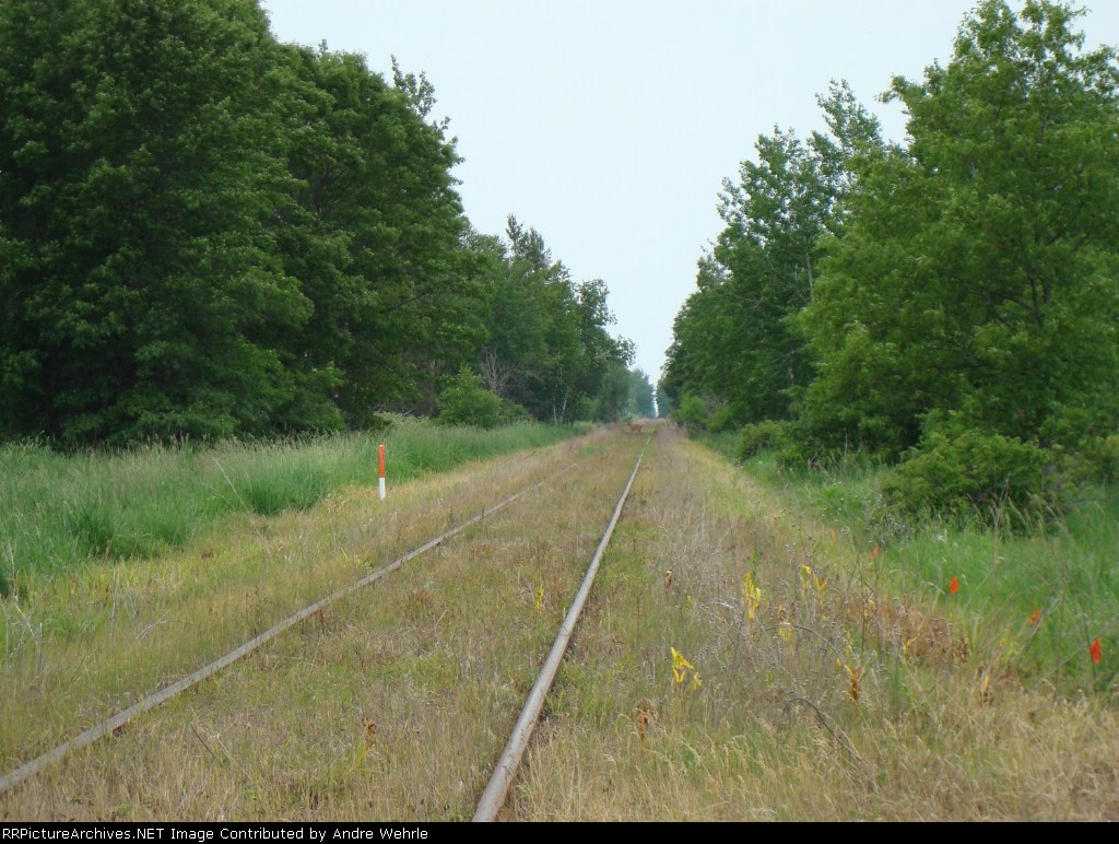 Can you spot the deer?