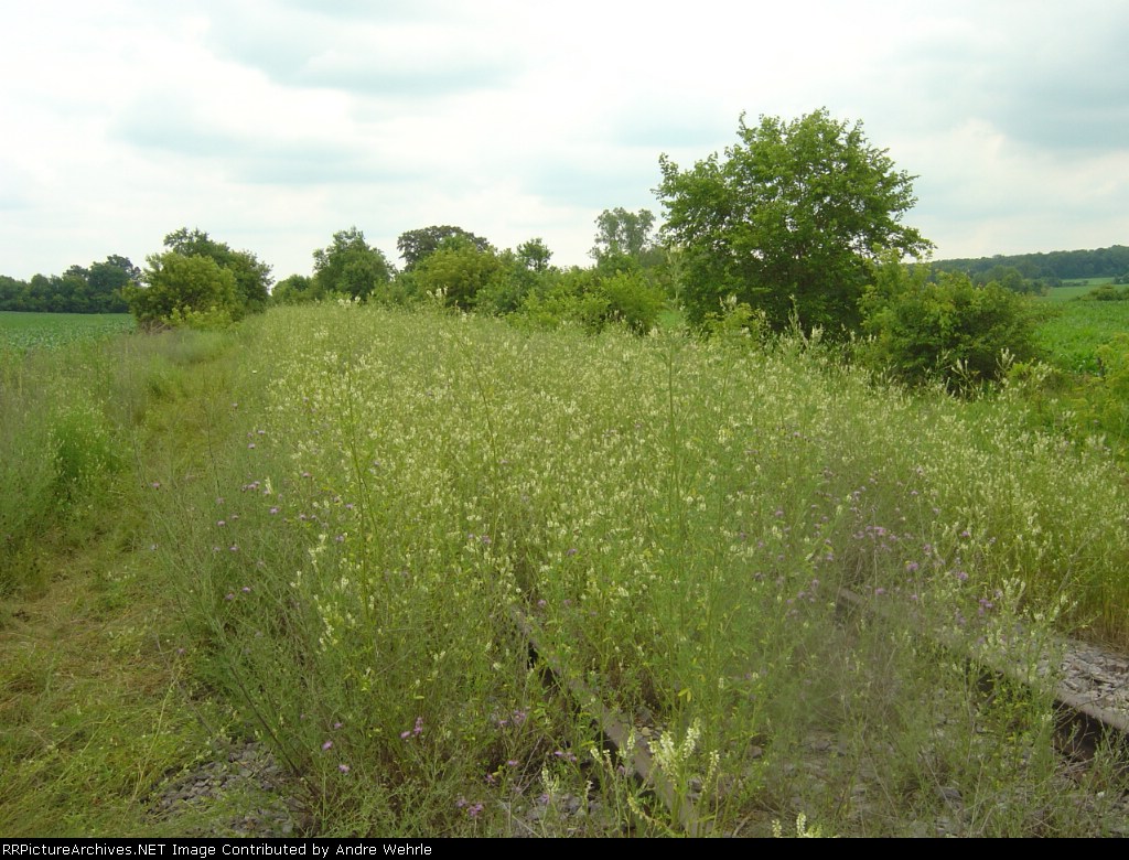 Looking south from Holt Road