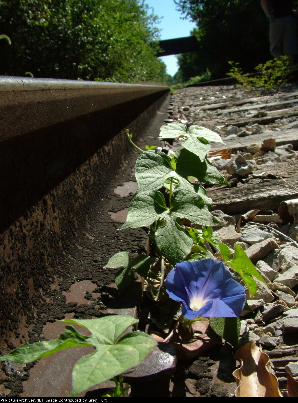 Vines on the Tracks