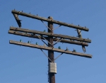 Telegraph Pole Remains