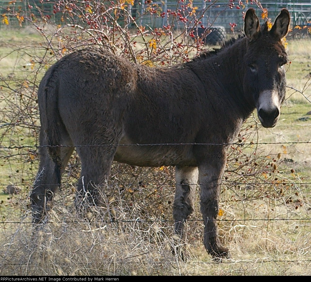Another Jackass Trackside