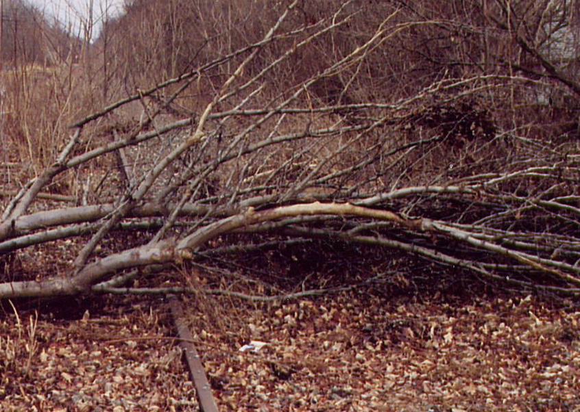 Down trees on the line