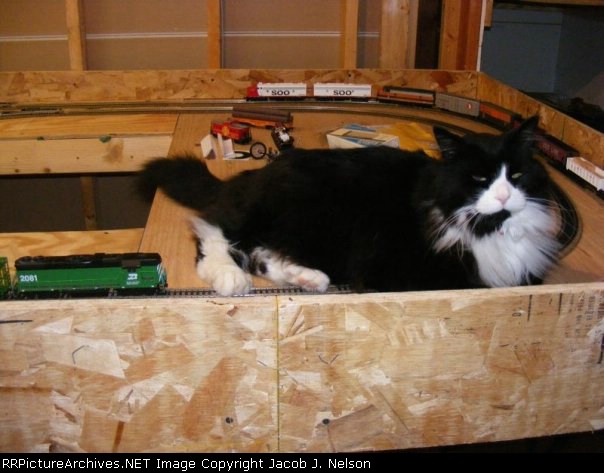 Model railroad again, and a big cat blocking the thru-way :P