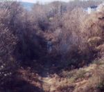 Trees on the former R.O.W.