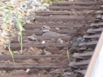 Nesting trackside.