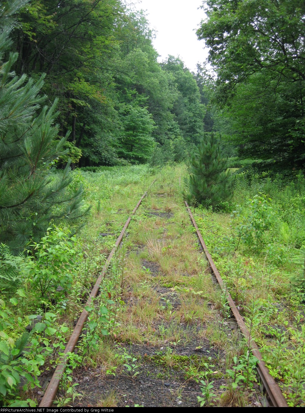 The right of way for the Knox and Kane is pretty grown up now