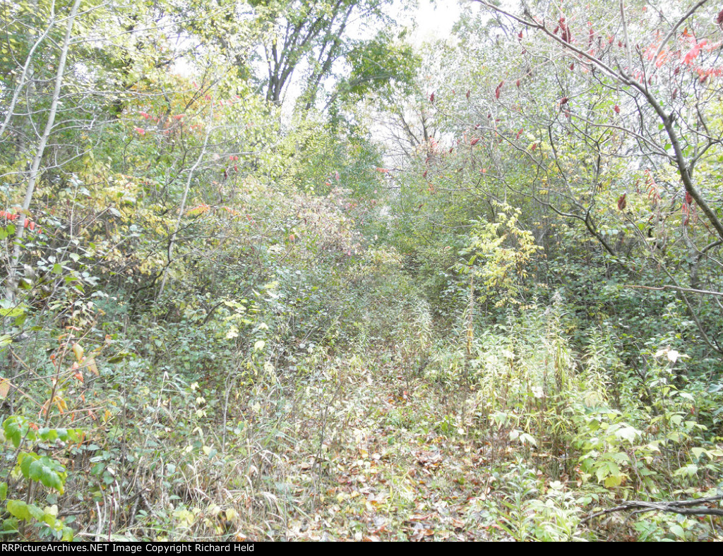 "The Road That Runs"...Through The Jungle