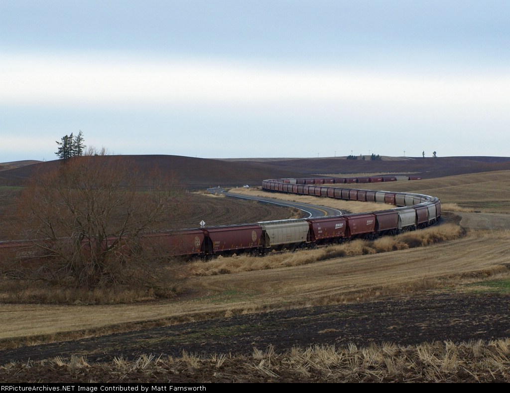 Giant Palouse Earthworm