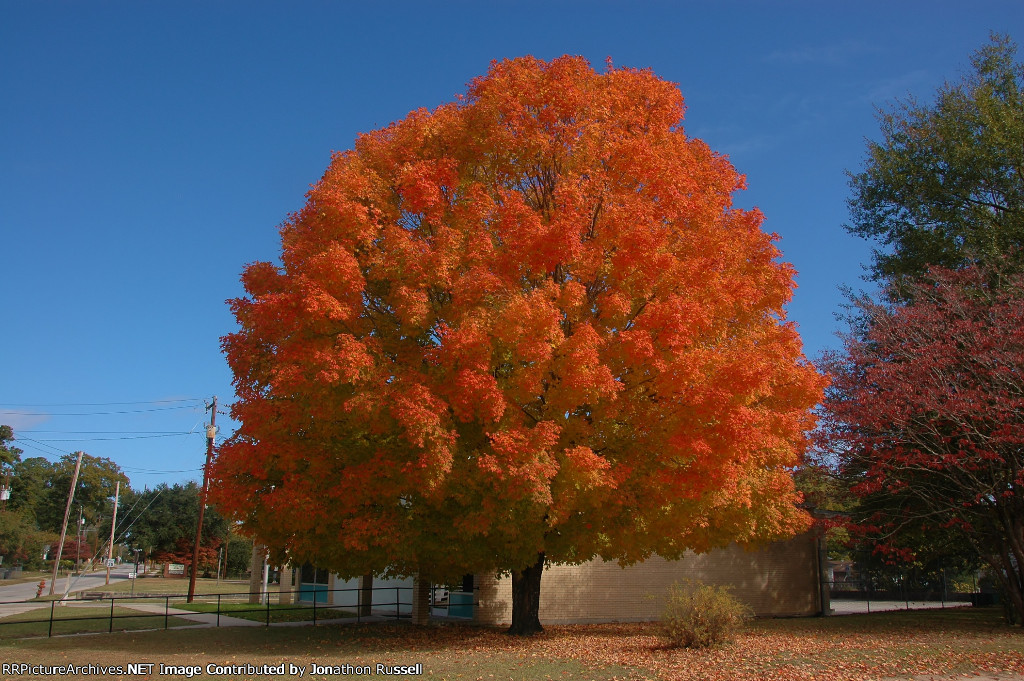 Bursting with color!