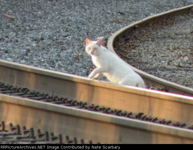 A little railroad buddy