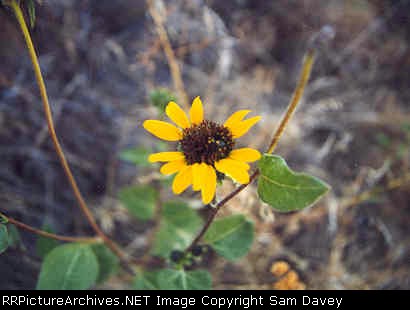 just messin around with the camera while waiting for a train that never came