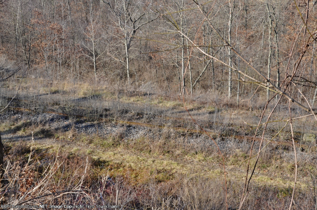 Old EL bones lying in the bright December sun.