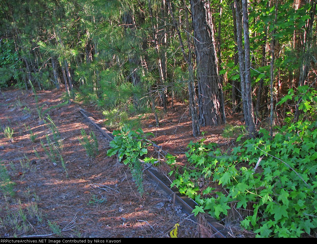 Heavily overgrown tracks at the Apalachee Road crossing