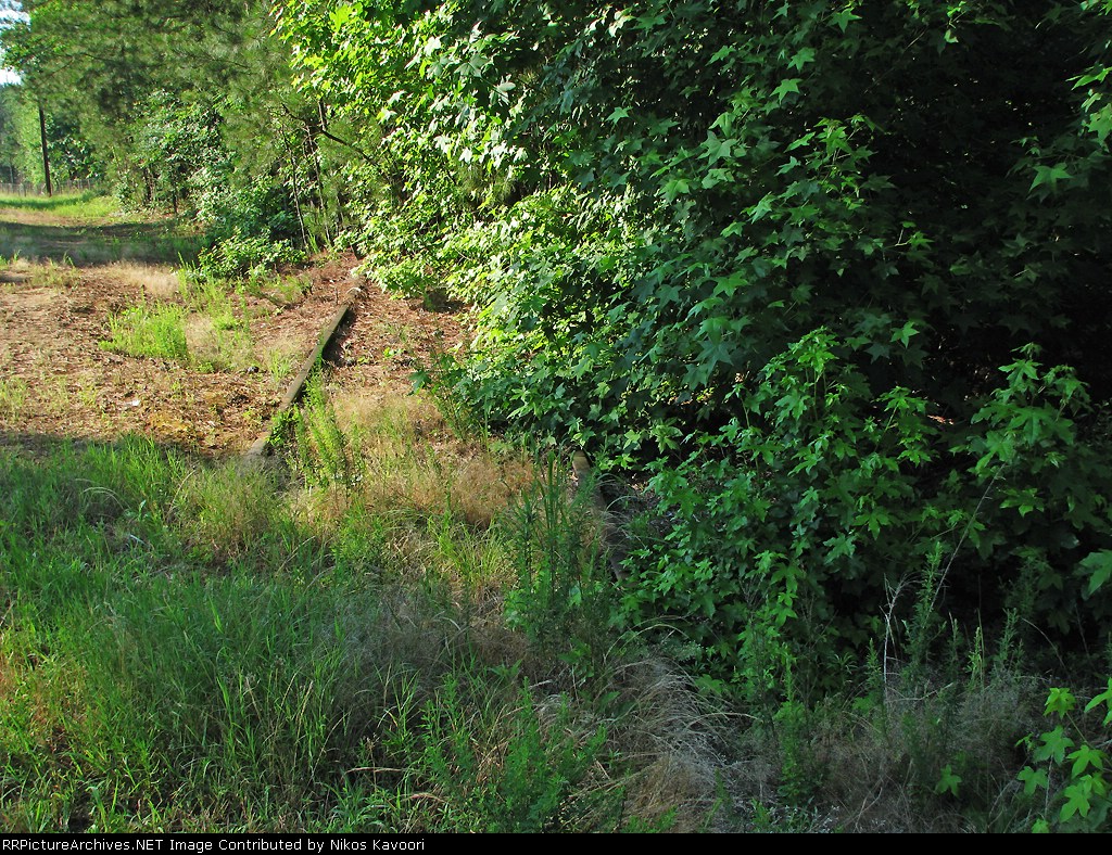 Heavily overgrown tracks at the Apalachee Road crossing