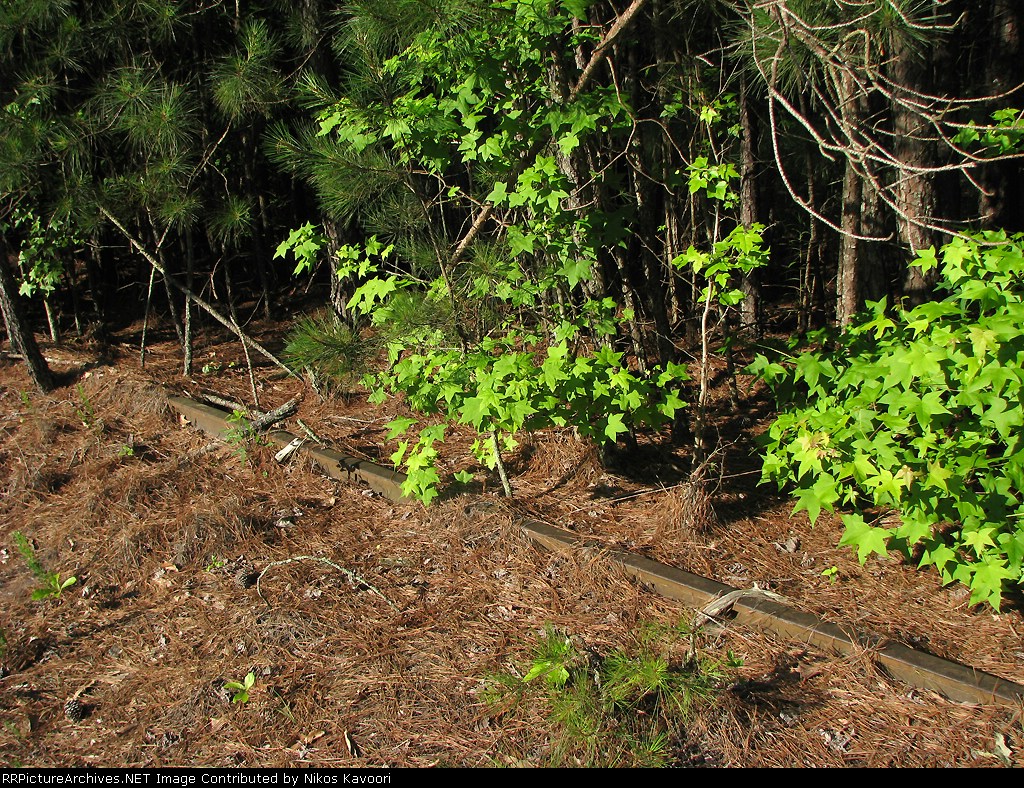 Heavily overgrown tracks at the Apalachee Road crossing