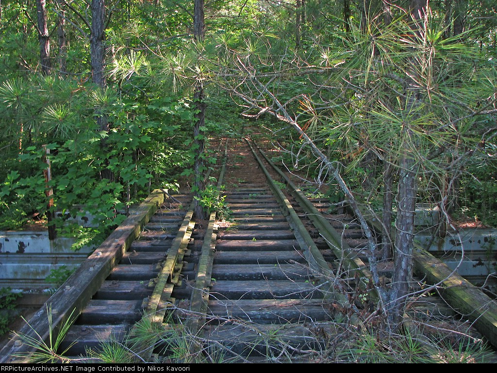 Overgrown tracks going back into the woods