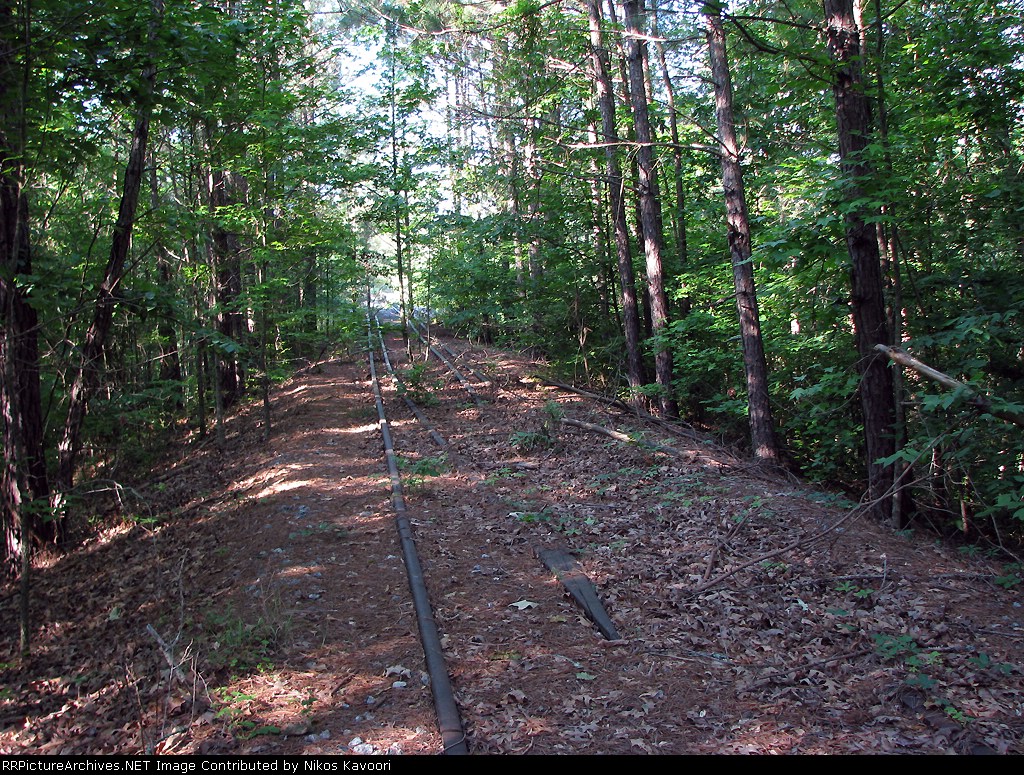 Center guard rails covered in years of leaves and pine straw