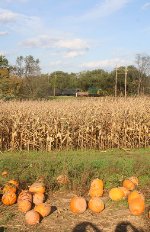 BR&W Corn Maze train