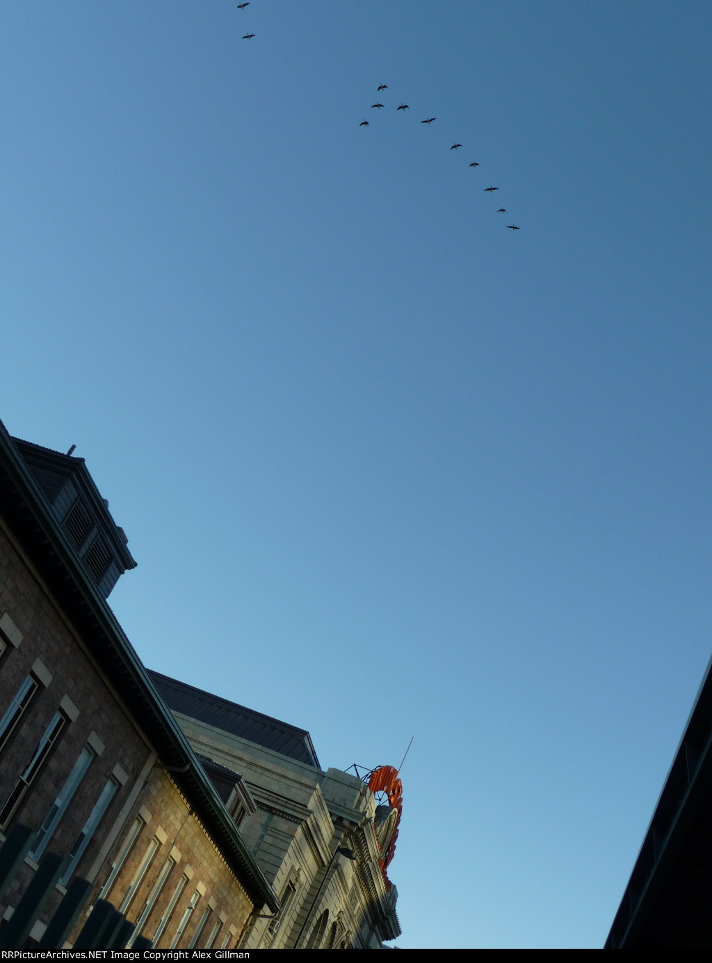 A Flock Over Union Station