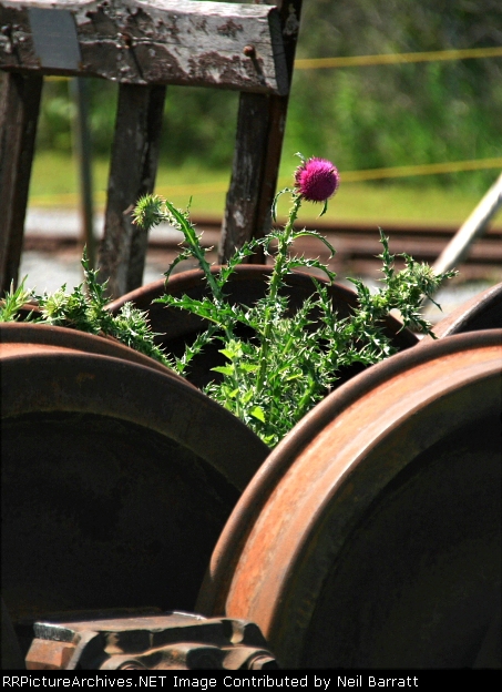 Opportunistic Thistle