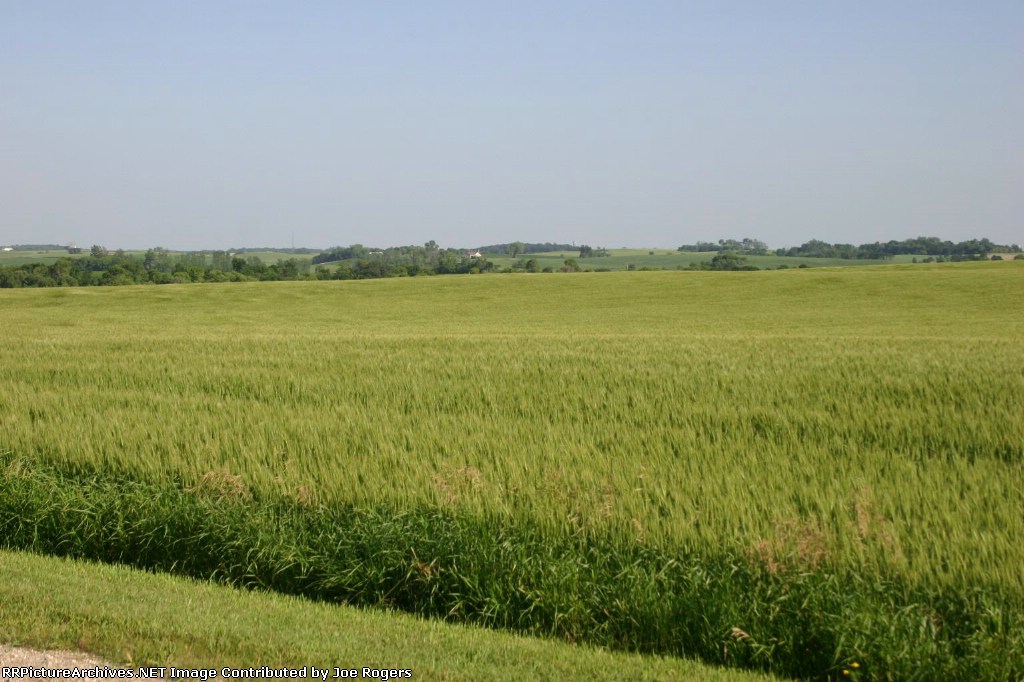 The wheat fields