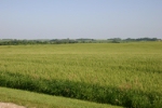 The wheat fields