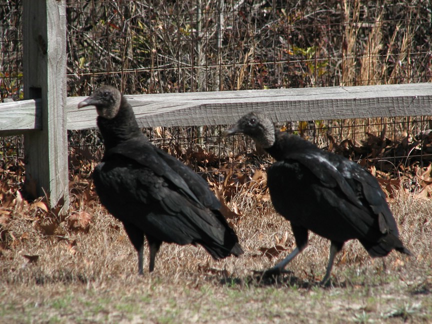 Seaboard Air Line flying fan club