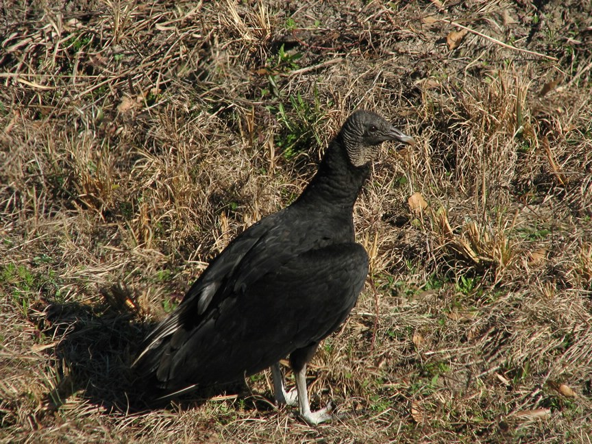 Hey, I'm trying to eat, beat it!