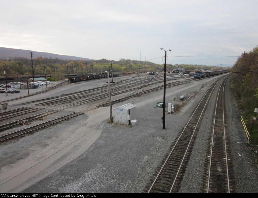 CP Rose and Rose Yard