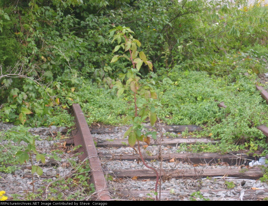 Old Track/ Abandoned Spur