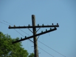 Telephone Pole
