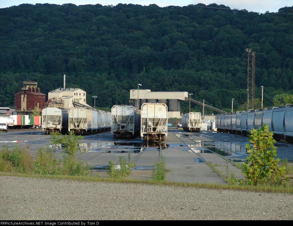 Yard Full Of Hoppers