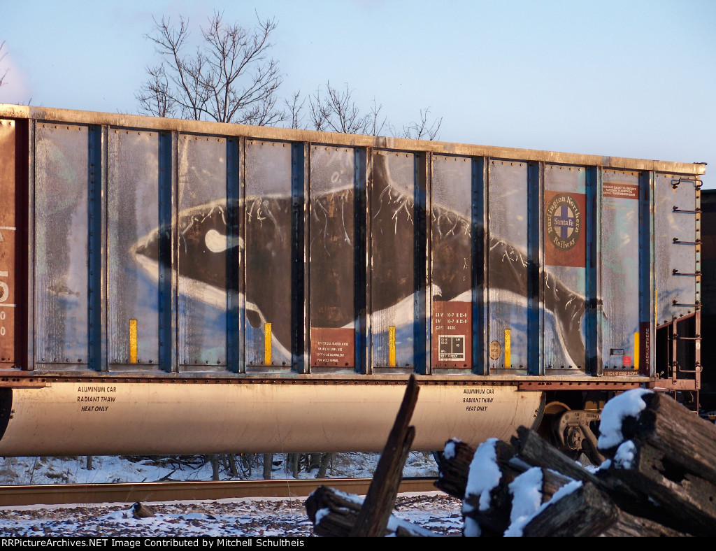 Whale Graffiti 