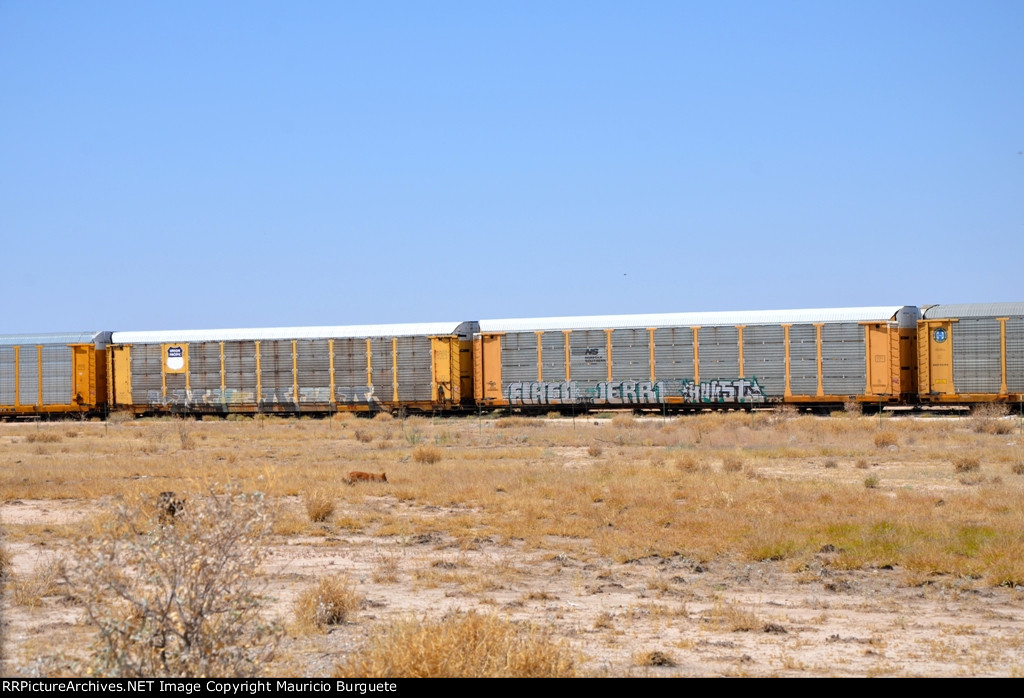ETTX UP & NS Autoracks with graffiti