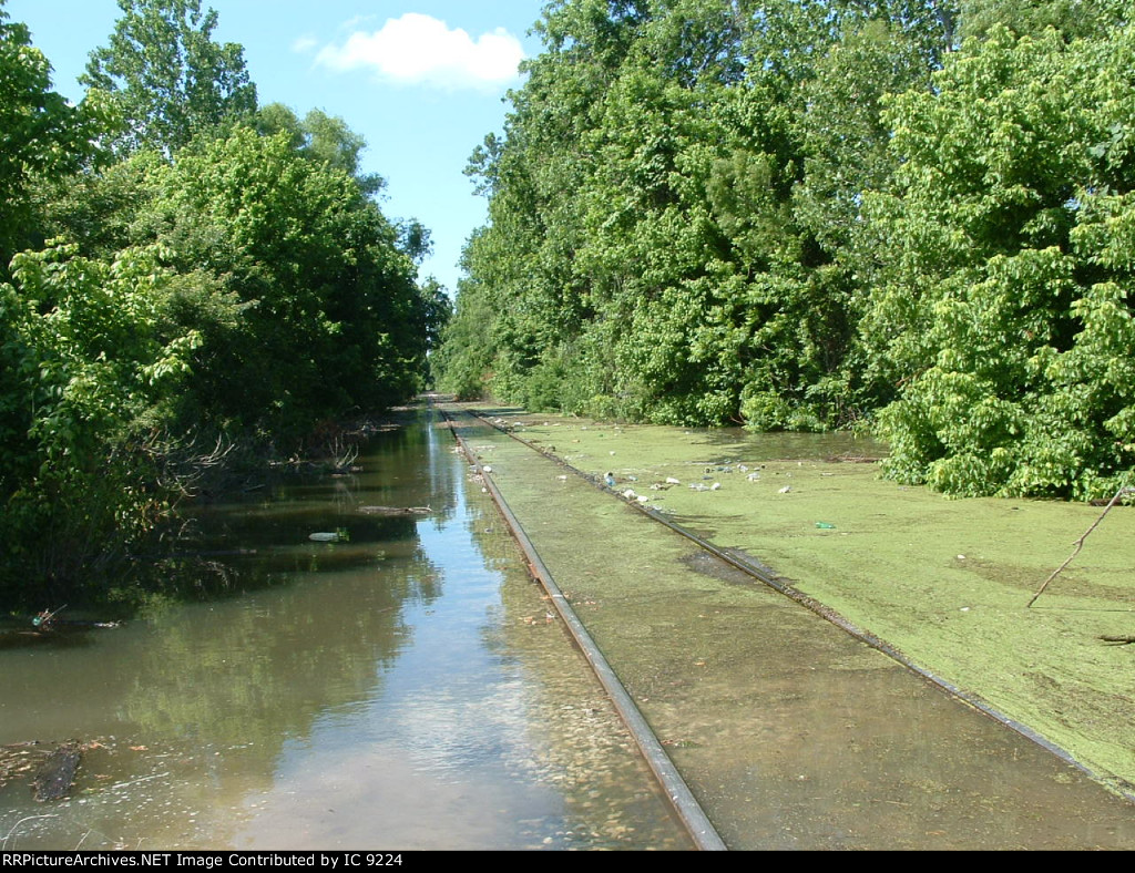 Redwood looking south