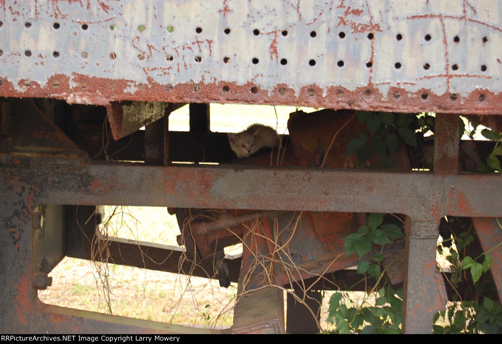 Chessie Is that you?