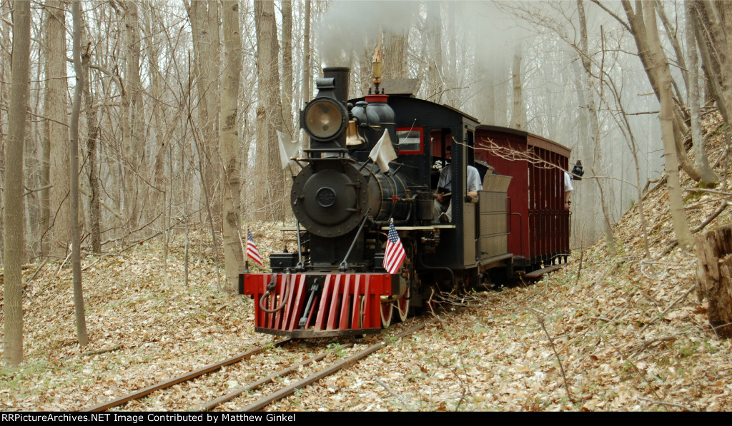 Blue Goose in the Woods