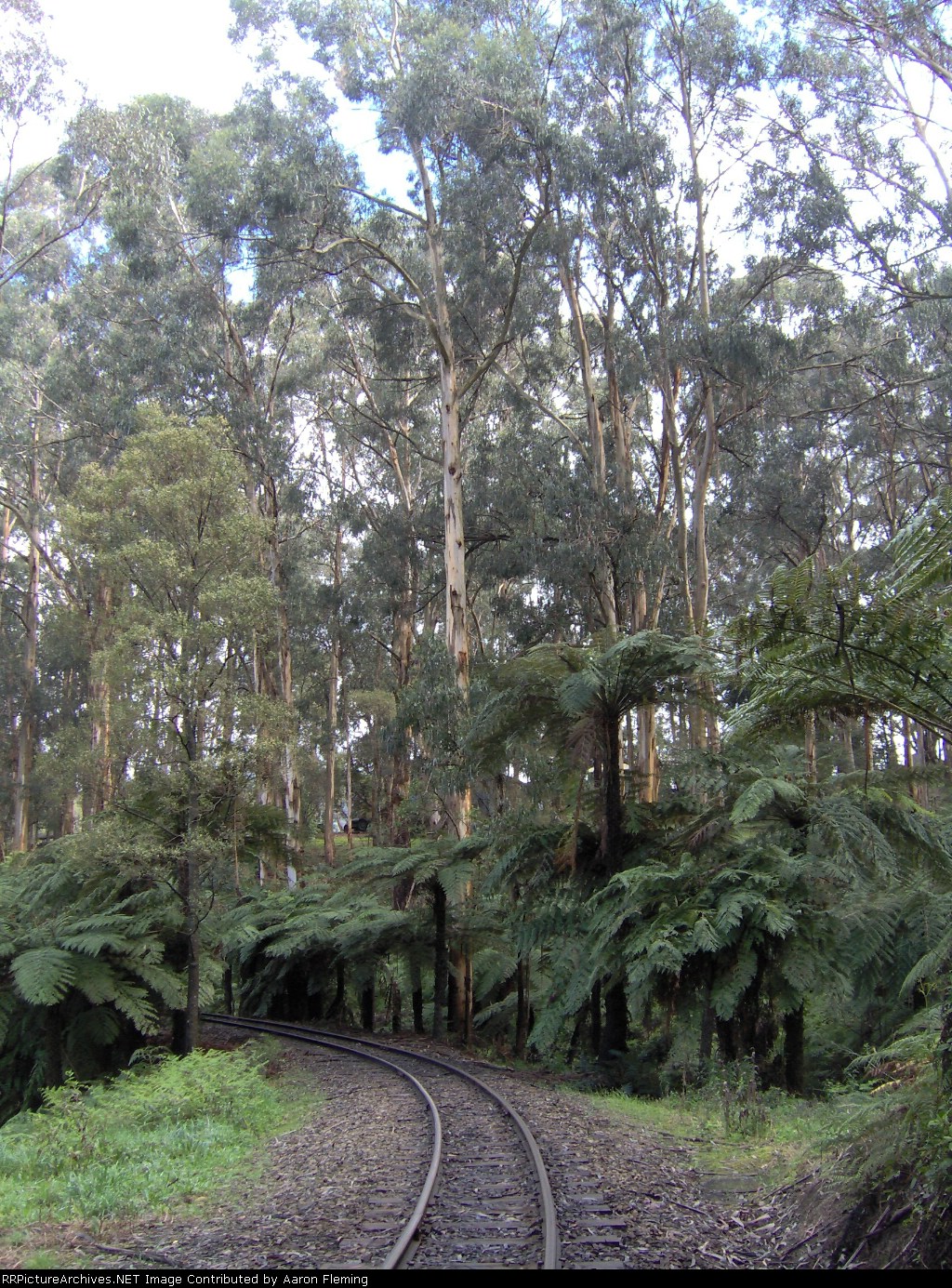 A section of track between Belgrave and Menzies Creek